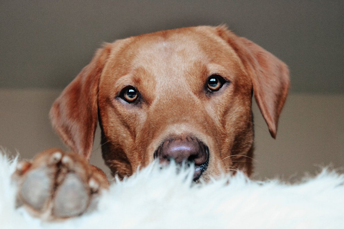 Bailey 🐾 tweet media