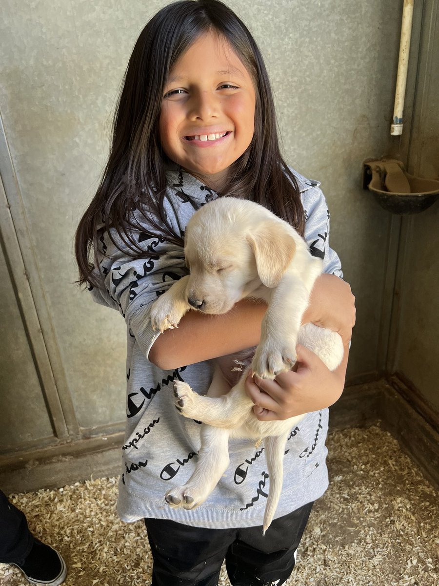 fromlos's tweet photo. Yo so we picked this dude out today or he picked us I should say #labsquad #yellowlab #labfam https://t.co/Cn85ONWWH4