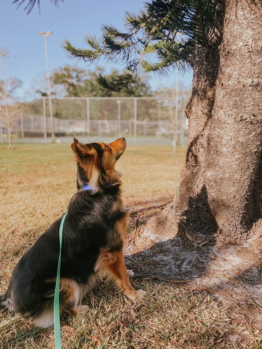 It’s always a good day when the squirrels are out. #twitterdogcommunity #dogsoftwitter