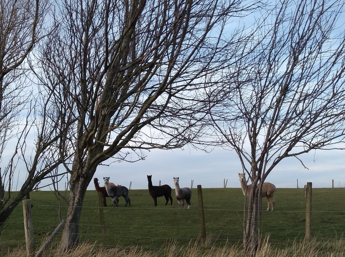 CatChesterfield's tweet photo. Safe space to roam &amp; hunt, a caravan of their own, food &amp; lovely humans ❤️ be happy in your fab new home, Tom &amp; Jerry 😊🐈 #farmlife #freespirits #cats #CatsOnTwitter https://t.co/ckid7VK6XF