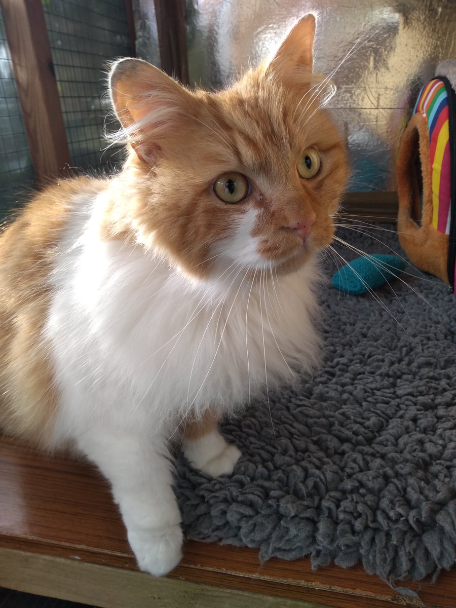CatChesterfield's tweet photo. Safe space to roam &amp; hunt, a caravan of their own, food &amp; lovely humans ❤️ be happy in your fab new home, Tom &amp; Jerry 😊🐈 #farmlife #freespirits #cats #CatsOnTwitter https://t.co/ckid7VK6XF