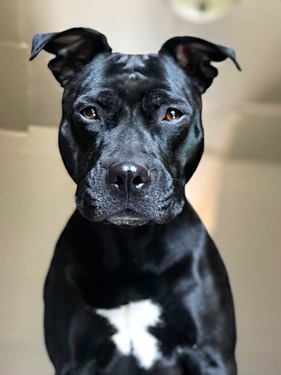 Just sharing my velvet panther to boost your serotonin ✨🖤 #twitterdogcommunity #dogsoftwitter #twitterdogs