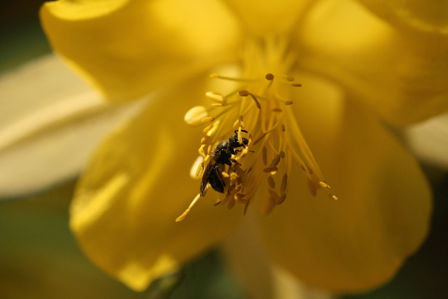 We're hiring! 6ish pollinator tech positions available in the Ponisio Lab/NCASI, April-Oct/Nov. OR or N CA-based, $3-3.1K/month, Coast Range, Cascades, N Sierras, camping/netting bees in lovely places! Details here: ponisiolab.com/join-the-lab.h…