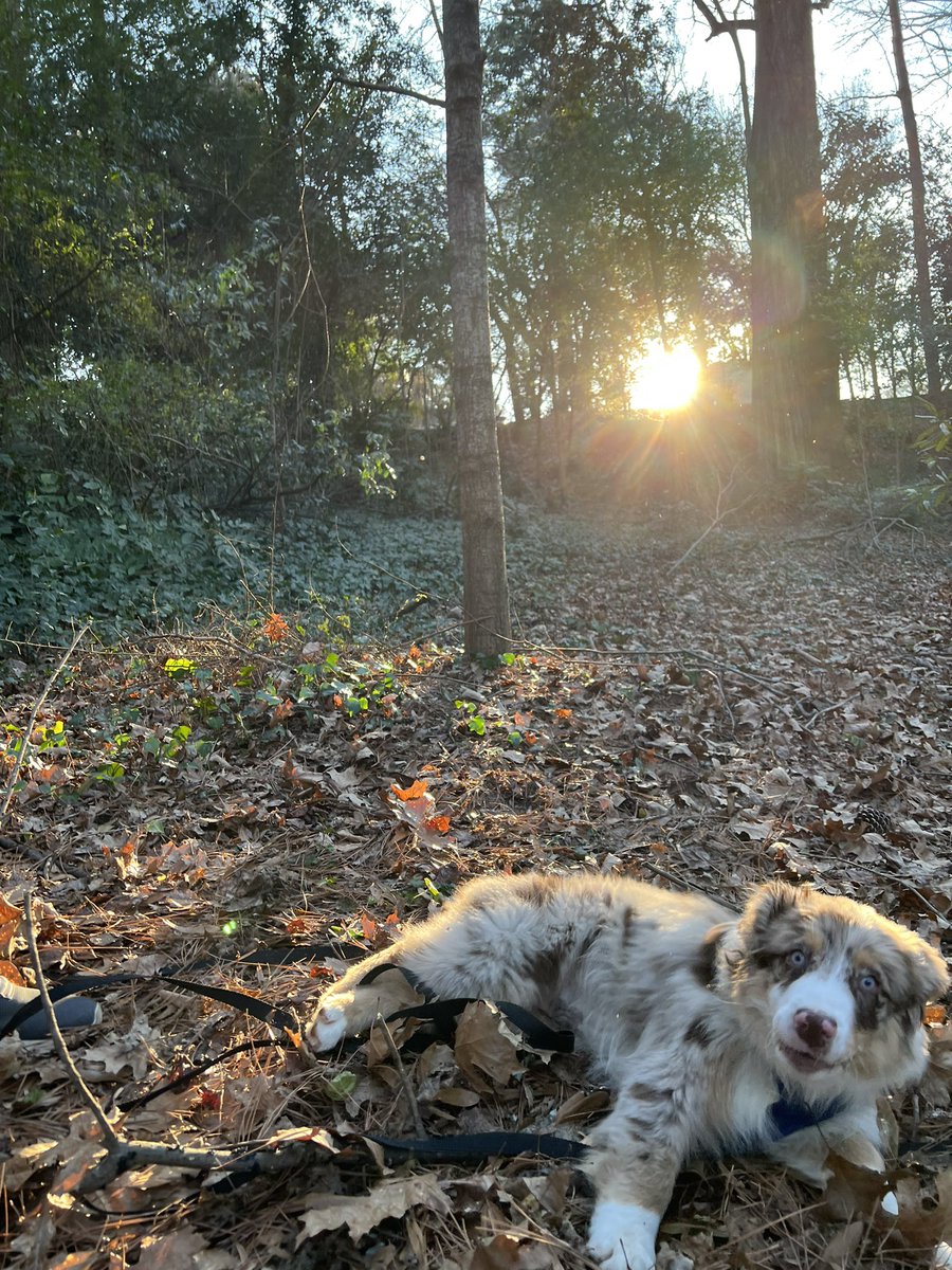 When you’re jumping for the leaves but forget to put your feet back under you 🥴 #twitterdogcommunity #DogsofTwittter #australianshepherd #fail