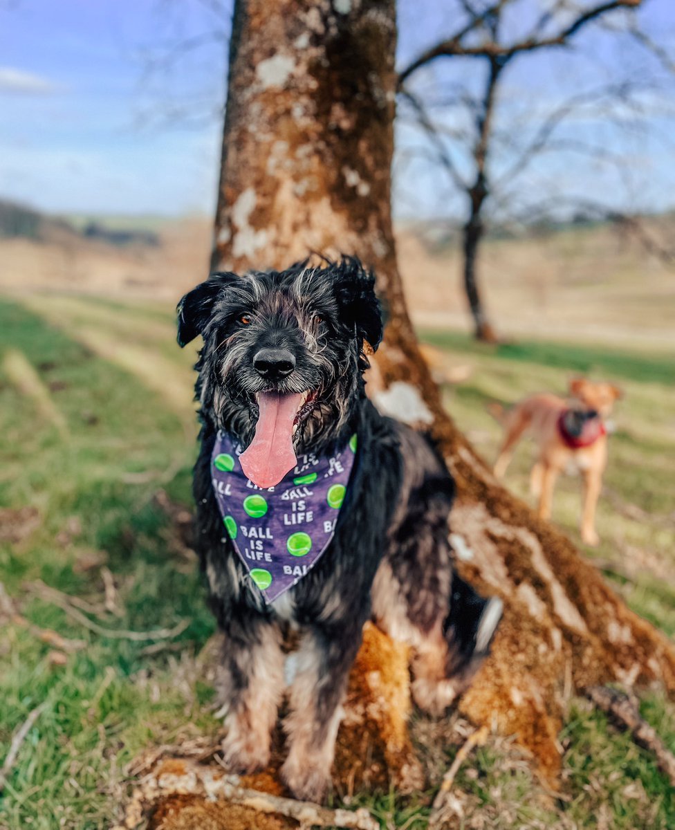 When #ballislife 🎾 (and your ginger cousin tries to photobomb you again 😅) 

Bandana: Ball is Life in purple 💜

#dogsoftwitter #sunshine #beardedcollie #dogsofinstagram #twitterdogcommunity