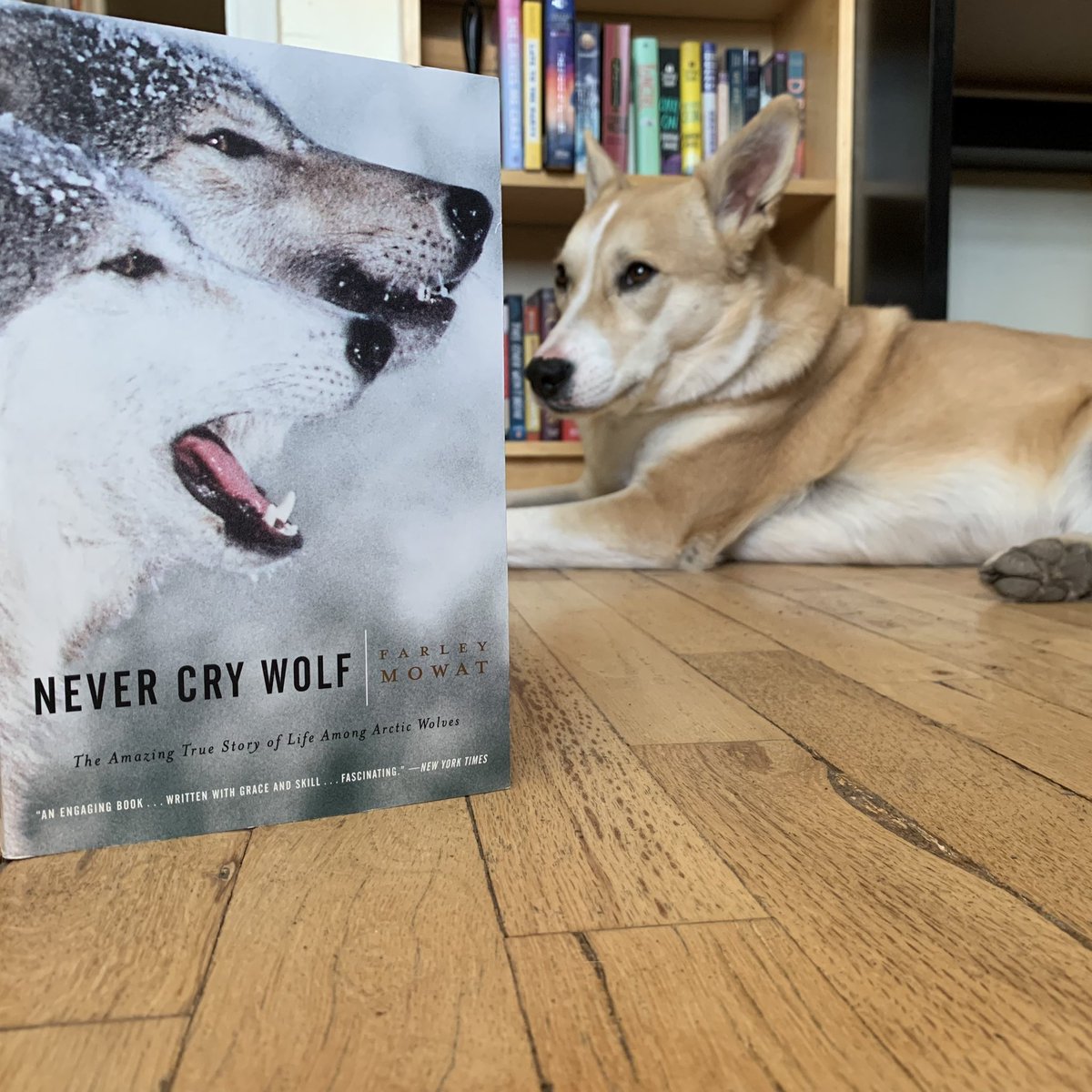 This #Caturday has really gone to the dogs. 🐶 Like Pinoe, do you ever wonder about your ancestors? We have a book for that.  Come see us at the bookstore! 📚
#bn #mybn #bnbuzz #dogs #dogsoftwitter