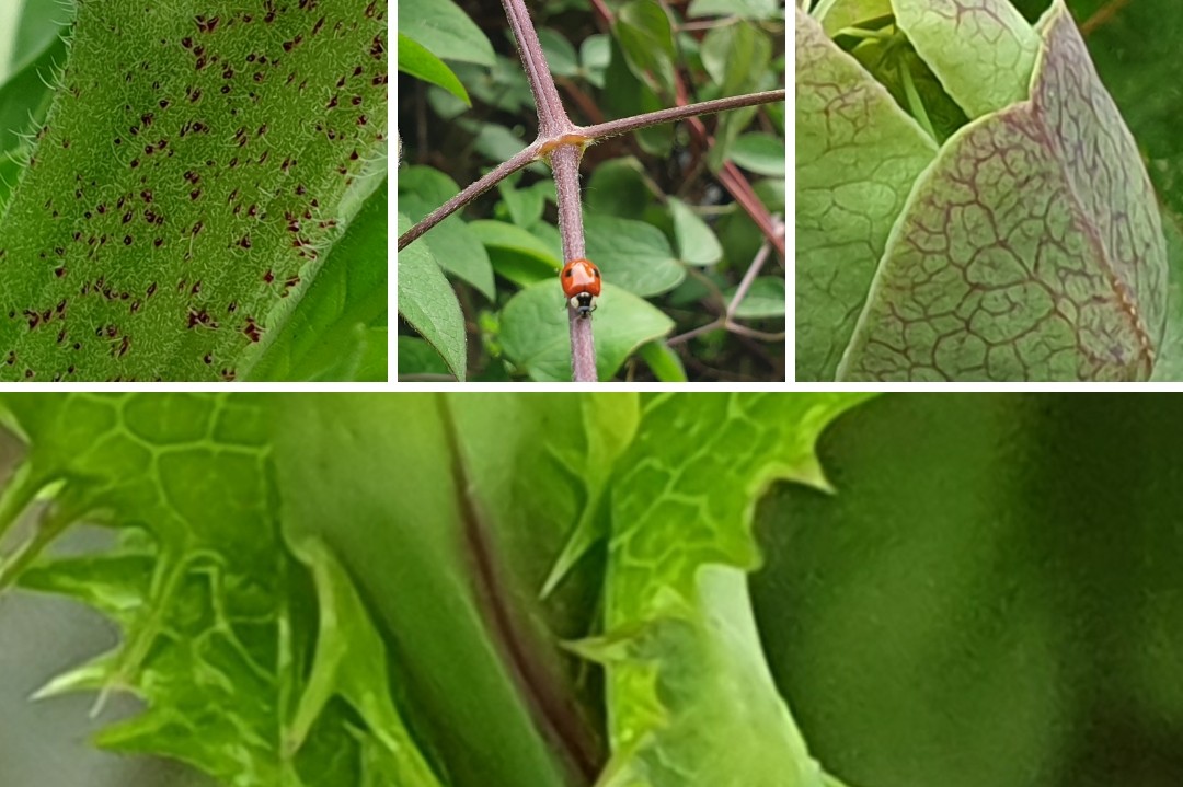 saskiacscheer's tweet photo. Vandaag #bordeauxrood voor #kleurindenatuur 
Dat lukt wel, keuze zat 🤩 https://t.co/3T0McTeaBo