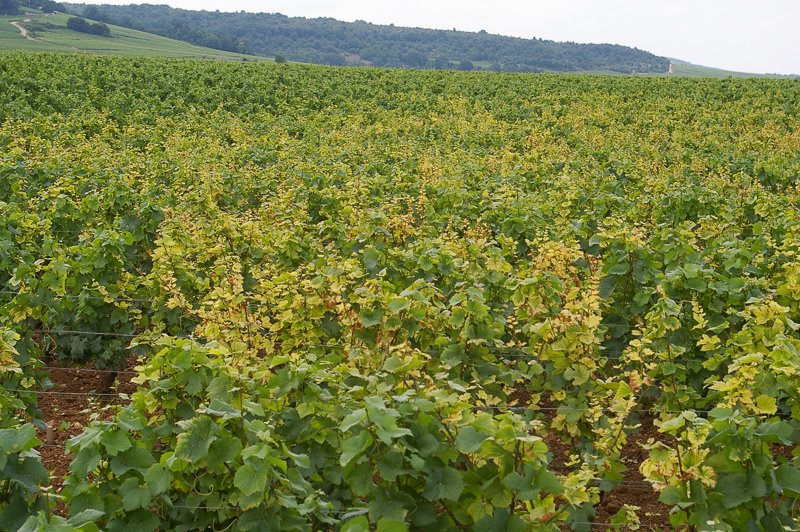 Jamie Goode tweet media