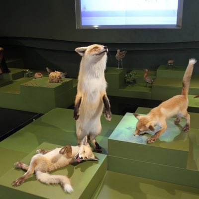 museum41's tweet photo. #НовыйАватар https://t.co/oOz7DdNzS2