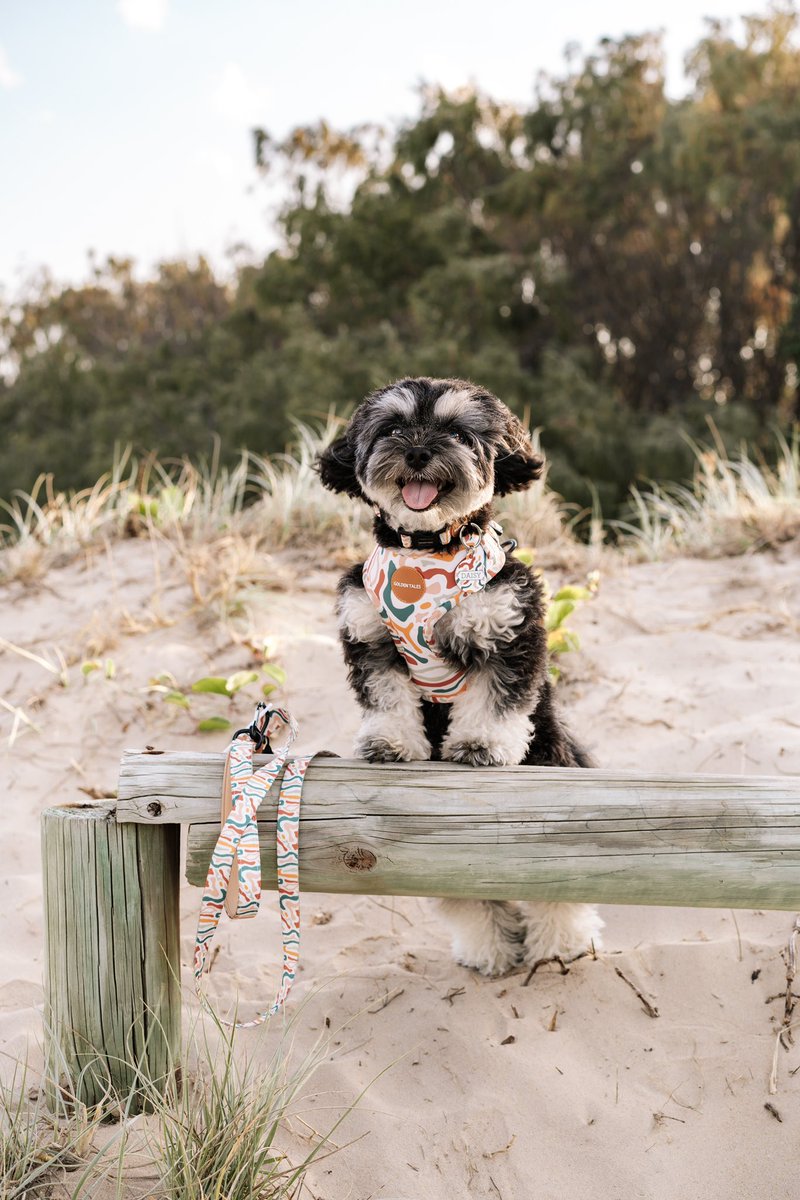 The Daisy News tweet media