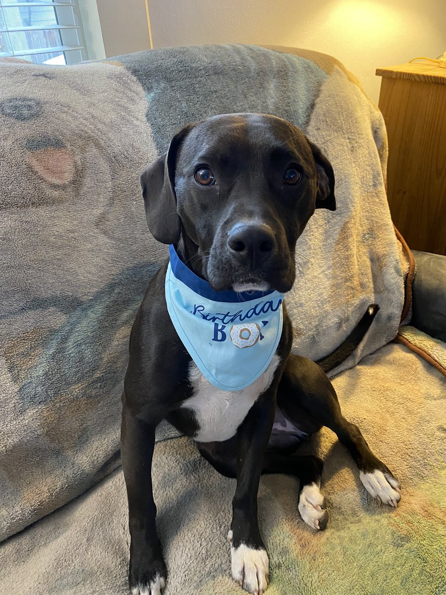 Scout, a Very Good Boy tweet media