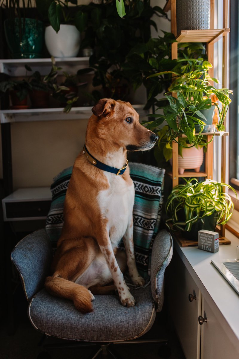Oakley, my heart dog❤️ We have spent almost 3 years together. He has been challenging and isn’t the dog I wanted but he ended up being the dog I needed. He’s extremely loyal and loving to his close group of people. 
#DogsofTwittter #dogs #indoorphotography #dogphotography  #mutt
