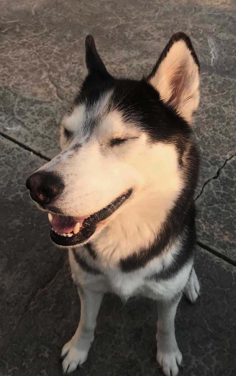 she’s just basking in the sun ☀️ 
#twitterdogcommunity #dogsoftwitter #husky #dogs #LikeForLikes #Interactive #SunPictures