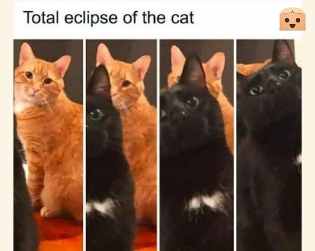 FunSubstance's tweet image. A Rare Catstronomical Phenomenon 🌑😹

funsubstance.com/fun/637580/a-r…

#FunSubstance #Fun2022 #Fun #FunSubstance2022 #FunnyMemes2022 #Cat #FunnyPet #FunnyAnimals #Eclipse