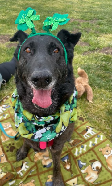 AdoptCCAnimals's tweet image. #Dog #Lulu_CCSTCA_42 Kiss Me, I’m Irish getpet.info/Lulu_CCSTCA_42