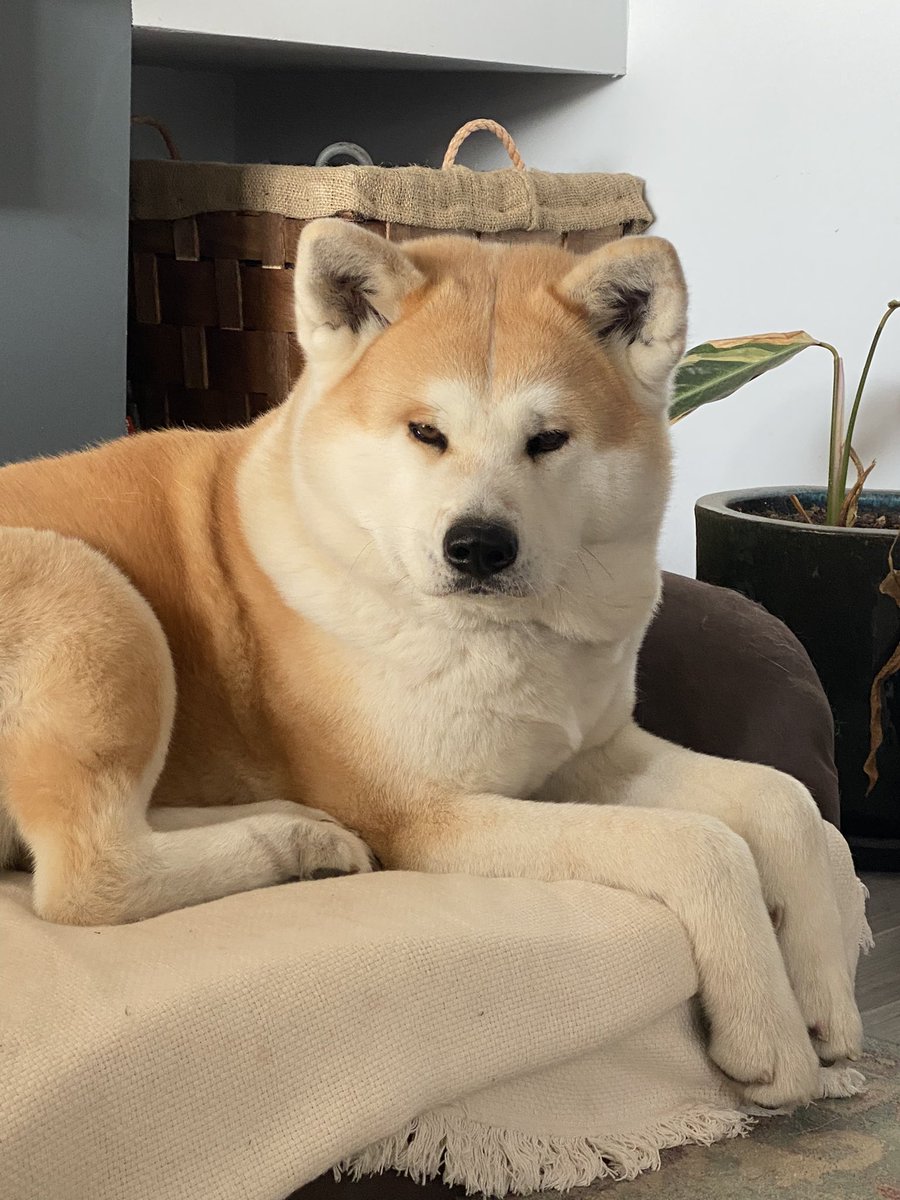Instagram account for my akitas: @gobattousai

#DogsofTwittter #akitainu