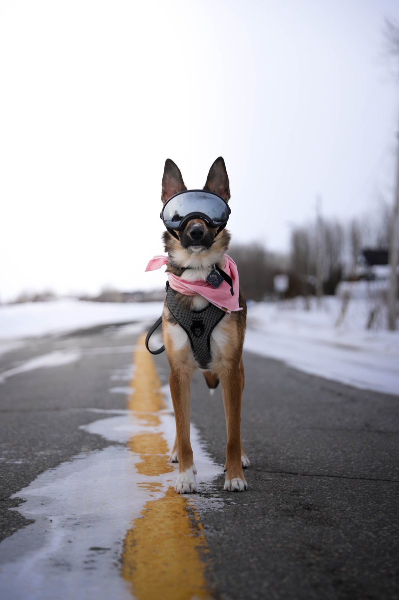 Eska the Malinois x tweet media