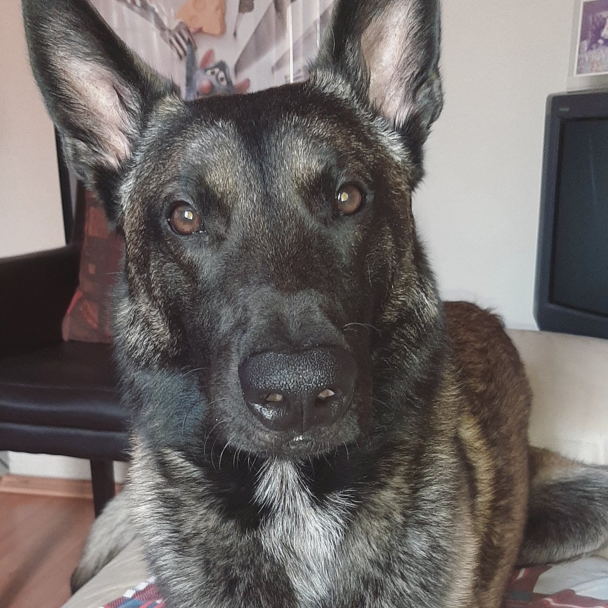 JMRivaPalacio's tweet image. ¡¡ESTOY DESTROZADO!!
¡Koko desapareció!
Pastor Belga 
3 años
Collar rojo con blanco 
Se perdió en el municipio de Ozumba, Estado de México @Edomex
Recompensa $$$$
@perrososmx @perrhijos @PrrosPerdidosMX 
Por favor RT