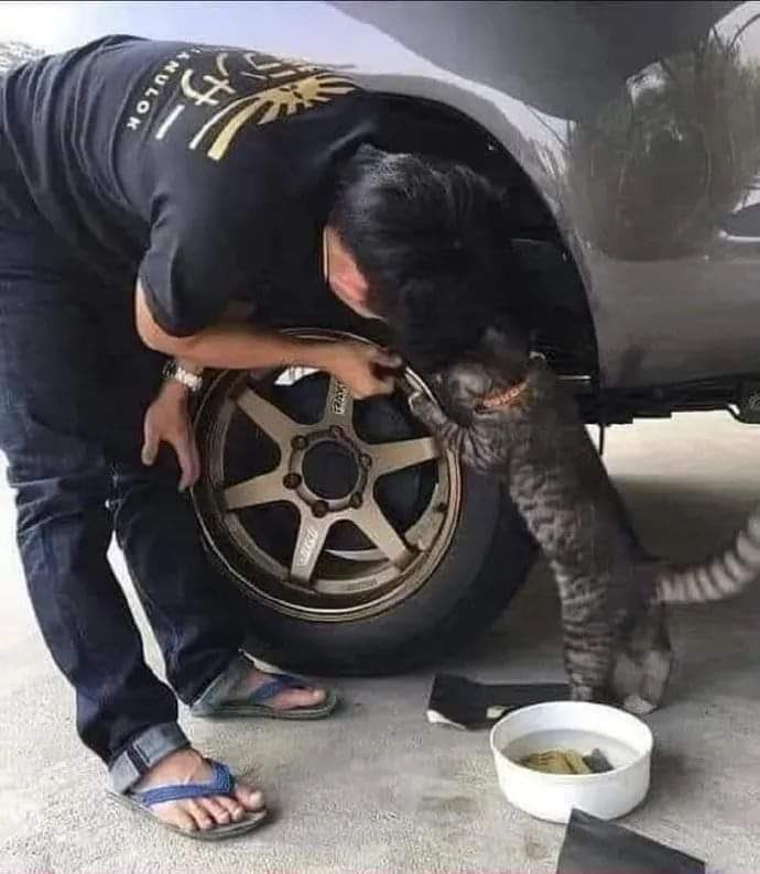 cats with jobs 🛠 tweet media