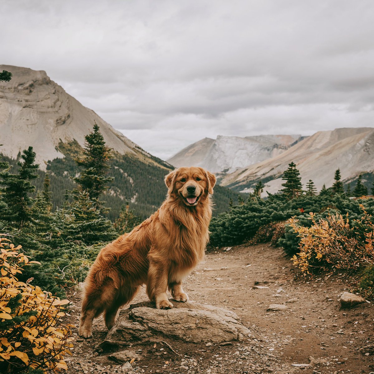 Jaxson in the mountains was such a vibe 🏔 #DogsofTwittter #twitterdogcommunity #dogphotography #goldenretriever
