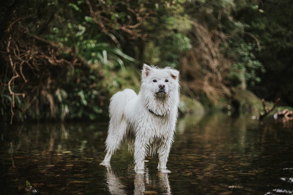 Why did we make a Twitter account? I’ve been pretending for a while now that I like reels. And sometimes I do. But most of the time I find them tiring, time-consuming and I can’t understand what does well. 

So like Elsa in this photo, I got annoyed. #twitterdogcommunity