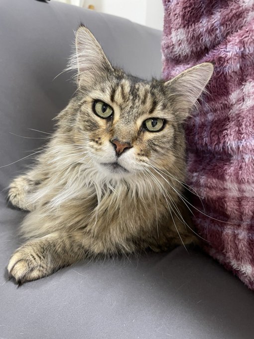 めいんくーんのtwitterイラスト検索結果