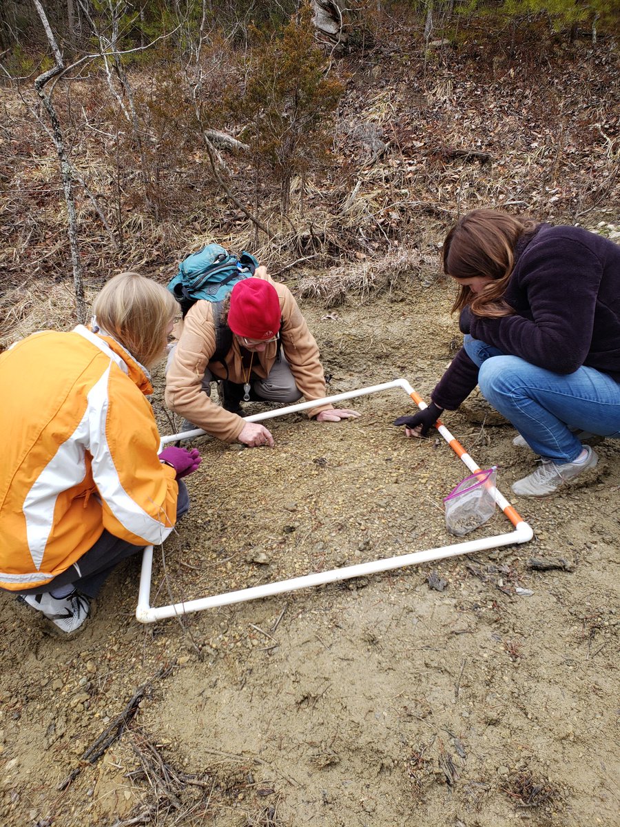 UglyFossils's tweet image. @Sumrall_Lab and I took some students out to collect #fossils for their term-long research assignment today near Berea, Kentucky. (It&apos;s a #taphonomy project!)