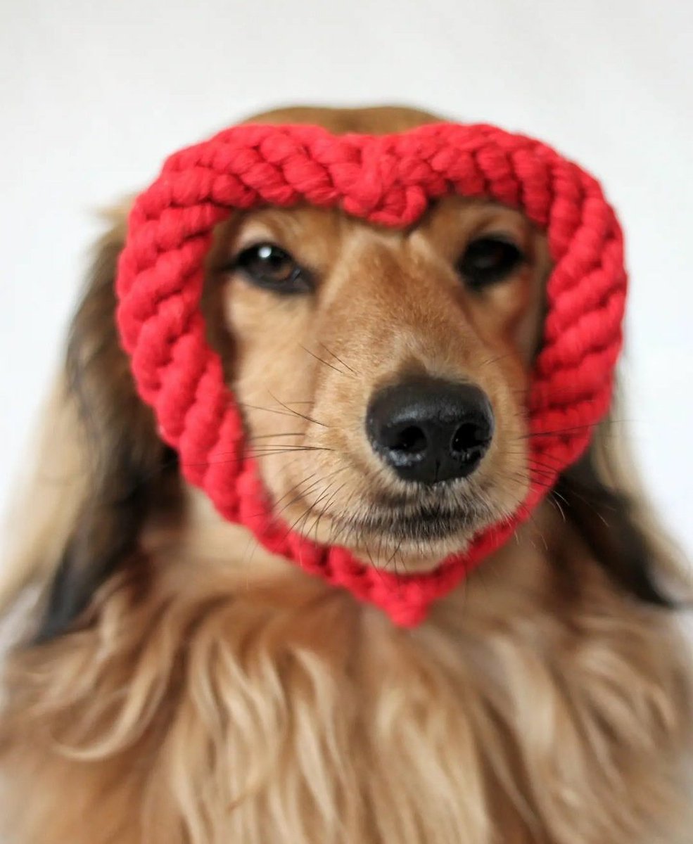 <a href="/Jackrussellbo/">𝐑𝐮𝐬𝐬𝐞𝐥𝐥 𝐬𝐢𝐬𝐭𝐞𝐫𝐬</a> Great minds 🤣❤️