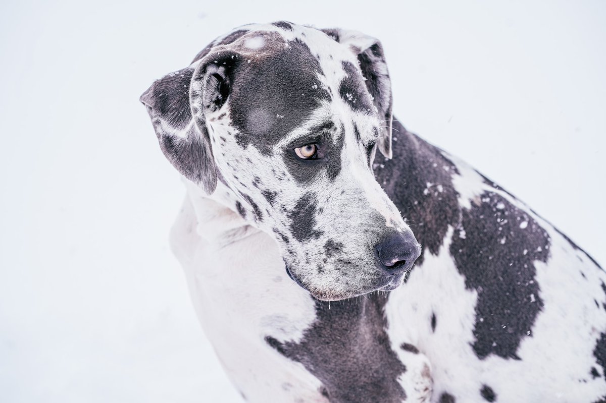 Totally not sure what to do with our account, so here is a dog pic. 😂 #twitterdogcommunity