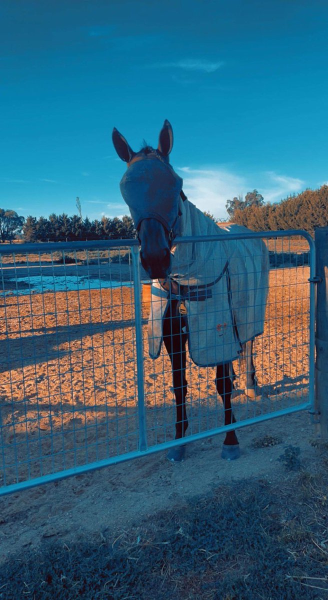 Maggie was a Group 1 winner last night but this morning we’re only interested in breakfast 😁#hottotrot #trottersarecool
