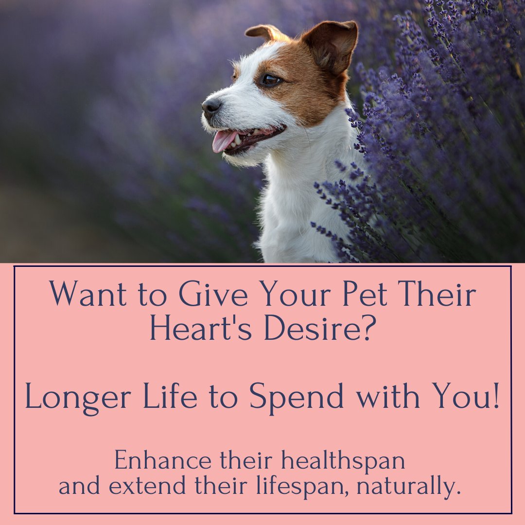 dr_zoolittle's tweet photo. The Truth About Pet Lifespan Extension: Most pets don’t live their full species lifespan because they develop chronic diseases that accelerate their aging &amp; cause long-term suffering &amp; premature death.

Click the link below to receive a free Info Pack. https://t.co/mGqxMTAimA https://t.co/TAjMxPizUr