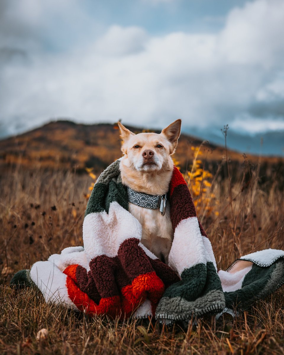 Cozy AF #dogsoftwitter #dogs #cute #canonphotography #canon