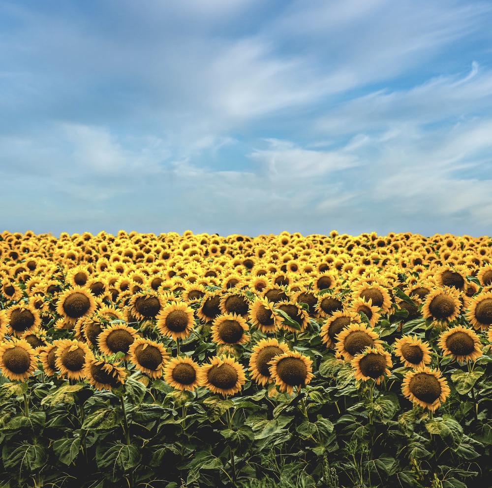 SanAntonioZoo's tweet photo. DID YOU KNOW?

A sunflower is not a single flower, the large dark middles of these flowers are actually made up from thousands of individual flowers.

Imagine a how many there are in a field of sunflowers! https://t.co/2VQRbBfETa