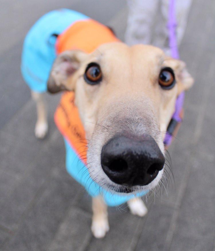 GreyhoundRobert's tweet photo. My niece Fleek made number number in our pack, adding another fawn touch 😉 Can you see the Fur-amily resemblance? 😂
#greyhound #rescuegreyhound #Greyhounds #petsnotbets #companionsnotcommodities https://t.co/HVvWjjwQe0