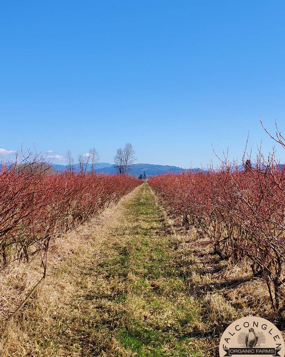FalconglenFarms's tweet photo. Beautiful cold but sunny day at Falconglen Organic Farms!
This time of year we are busy in our fields pruning our many organic blueberry plants.
This insures strong and healthy plants for many years!⠀
⠀
#FalconglenOrganicFarms⠀
#BCBlueberries  
https://t.co/IR42RknTFo https://t.co/bV8AOc4sYk