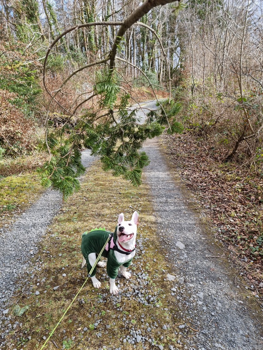 RuisongHan's tweet photo. She is smiling again #staffie #Galway  #Saturday https://t.co/fOZfbe7xKf