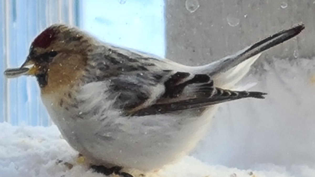stenlundip's tweet photo. #pippip 'that's a good one' Feeding #Snowsparrows a true pleasure https://t.co/DvyOGr9Ffy