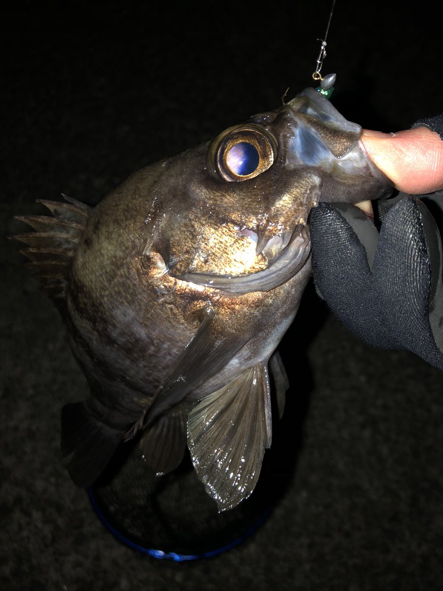 monnonkm's tweet image. 昨晩はまったく思い通りにならん夜だった。ぼちぼちなサイズが釣れてくれただけよかったです。#レベロク #漁港ワーム #LEVELMAX  #神明