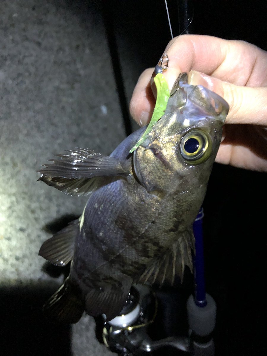 monnonkm's tweet image. 昨晩はまったく思い通りにならん夜だった。ぼちぼちなサイズが釣れてくれただけよかったです。#レベロク #漁港ワーム #LEVELMAX  #神明
