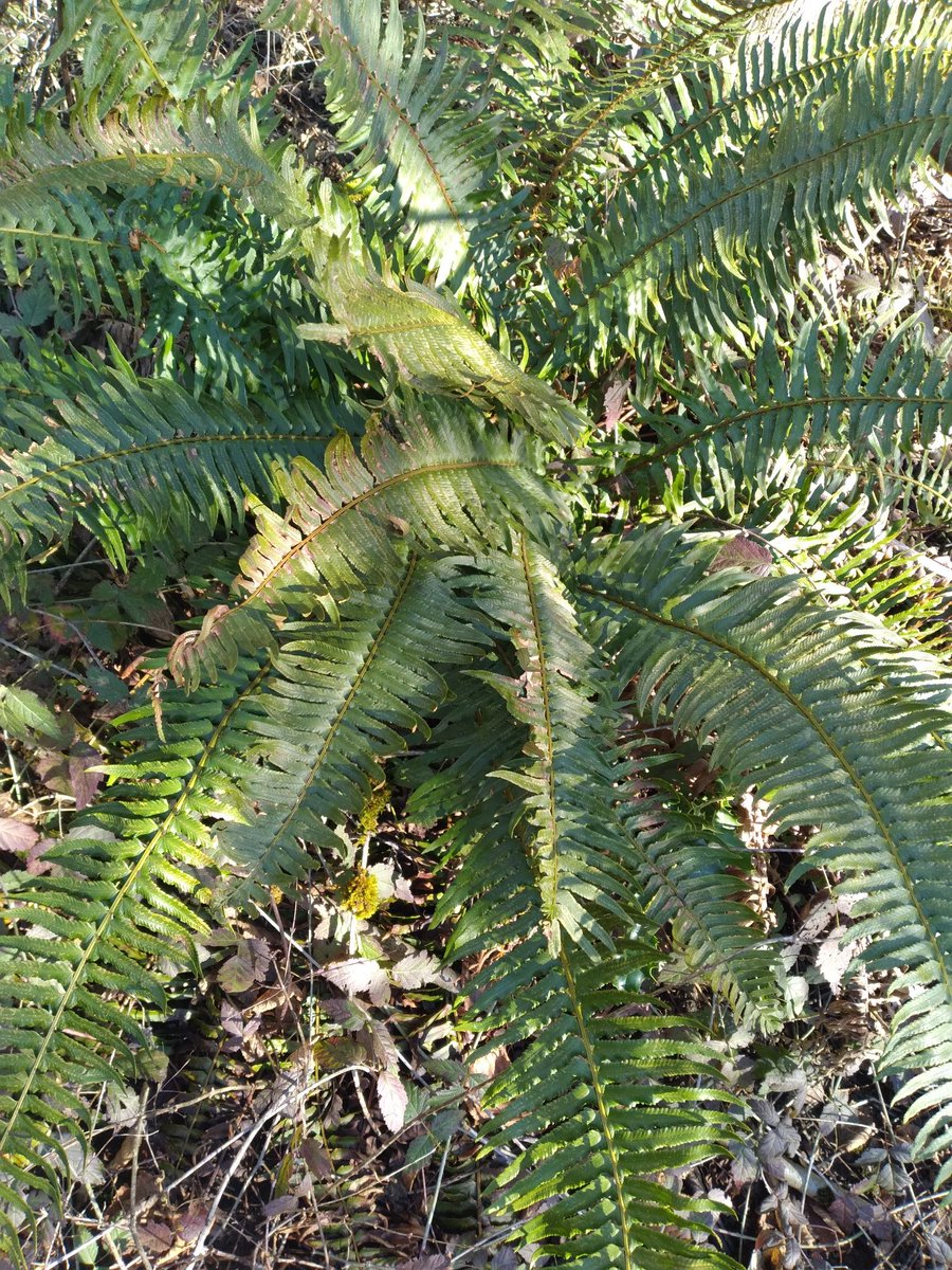 _Osmorica_'s tweet photo. Fern bb #fern #wetlands #Washington #coast #north #Green #plants https://t.co/vvH43ynUOx