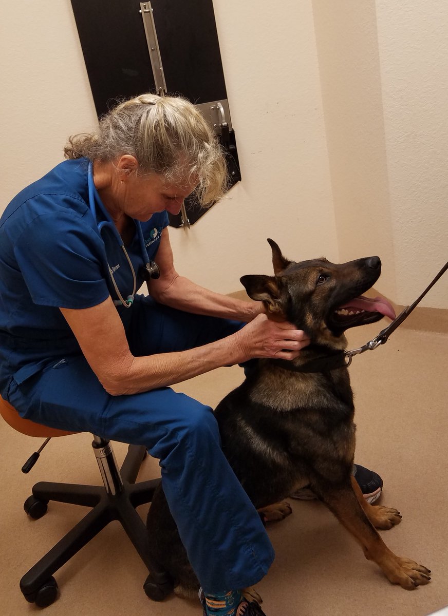 WestCoastVetCtr's tweet photo. One of Sarasota's finest "Officers in training" Little B came in for an exam this week. He was such an amazing boy for his exam!! โค๐
#sarasotapolicedog #SarasotaPoliceDepartment #dog #OfficerInTraining https://t.co/UEQZIkvUye