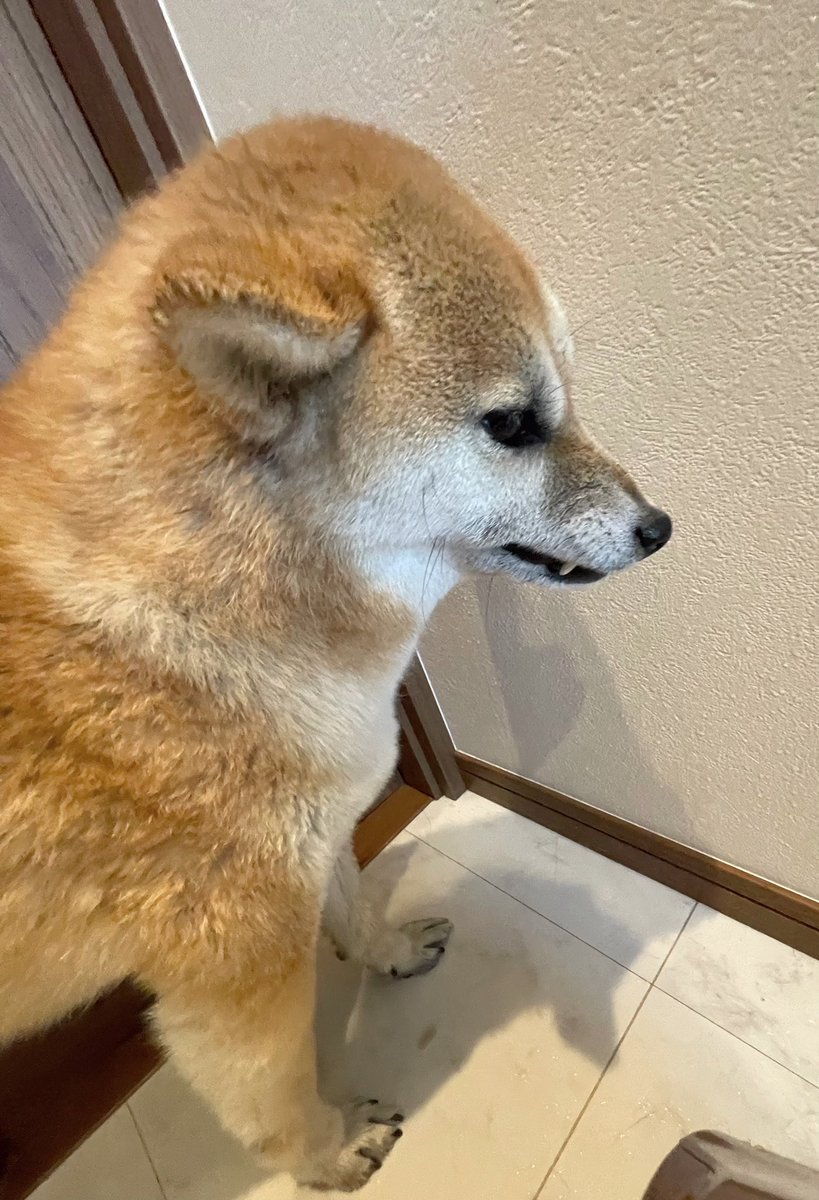 洗われるなんて聞いてない ムキ顔の柴犬にネット悶絶 顔 怖いっすね 牙が まいどなニュース