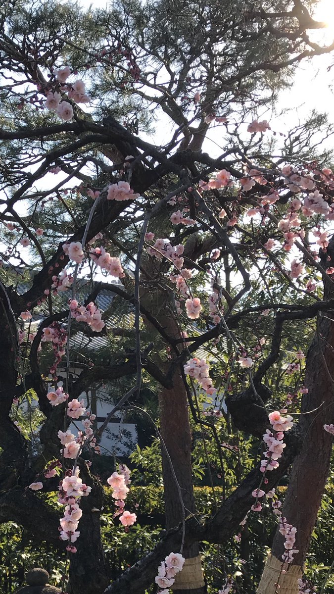 rVkj3mw3S6ATCwV's tweet photo. 体調を整えるには朝散歩がいいみたいですね。お地蔵さまが鬼滅柄でした。 https://t.co/B0BUEbYJB2