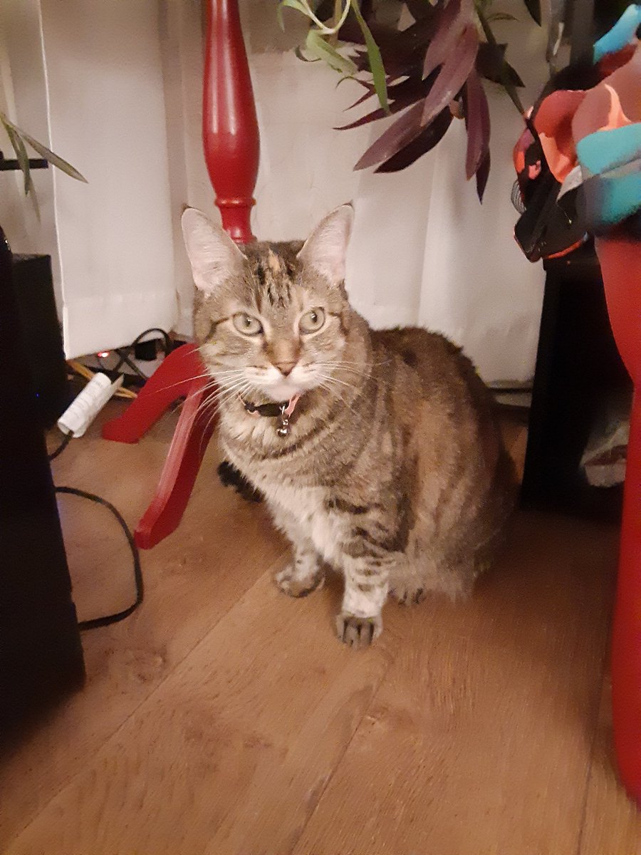 faeryflower's tweet photo. It's kitty time! #P4A2022 https://t.co/xZZuHW7MNH
