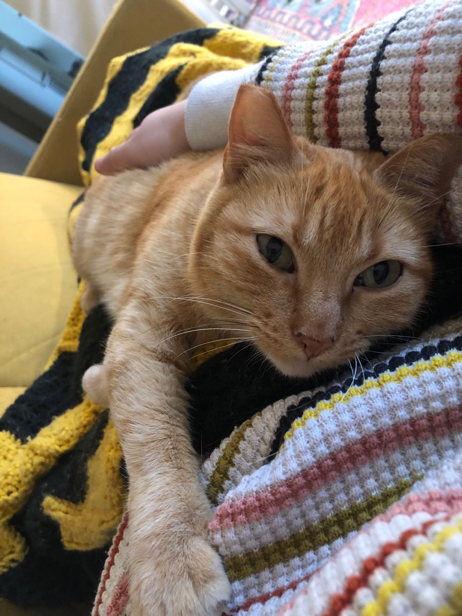 Saturday Caturday #P4A2022