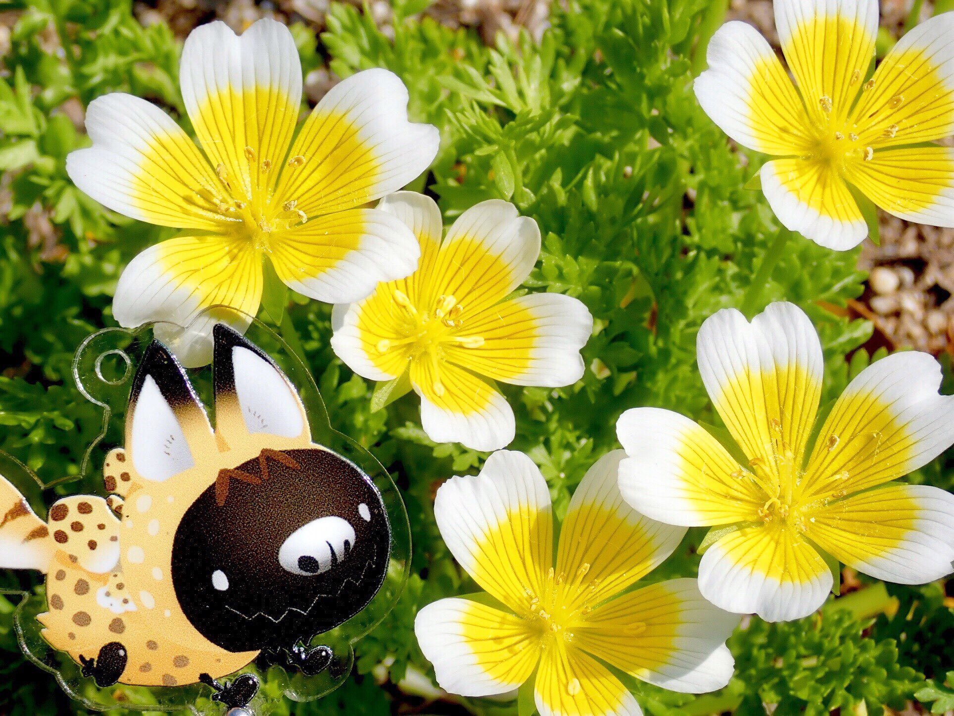 さぼてん うばたま うばたまと黄色い花さんぽ たんぽぽ ヒマワリ 金木犀 菜の花 おでかけリヴリー T Co X6v7p4pugd Twitter