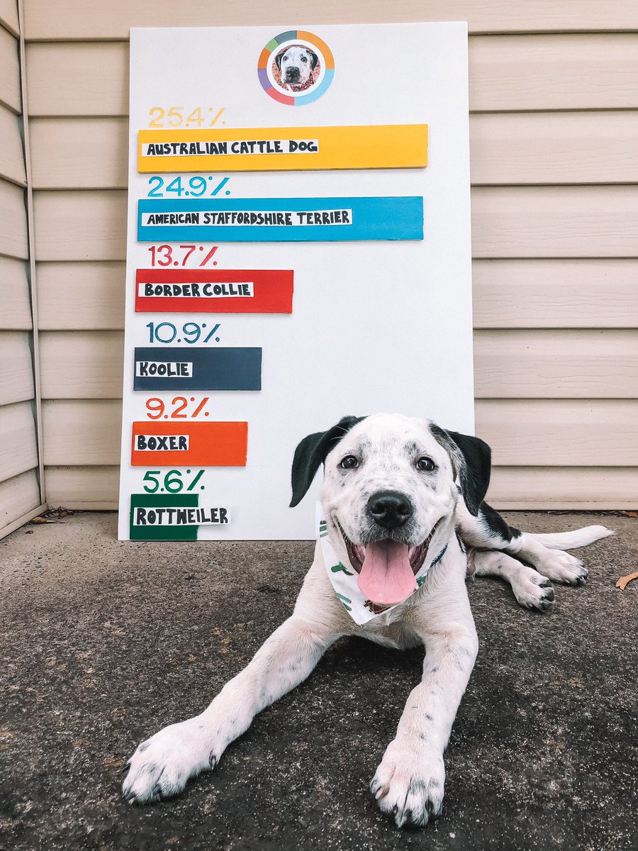 “this is the REAL me” — Kanye #embarkvet #breedreveal #dogsoftwitter #DogTwitter #dogtwittercommunity #DogCommunity <a href="/embarkvet/">embarkvet</a>