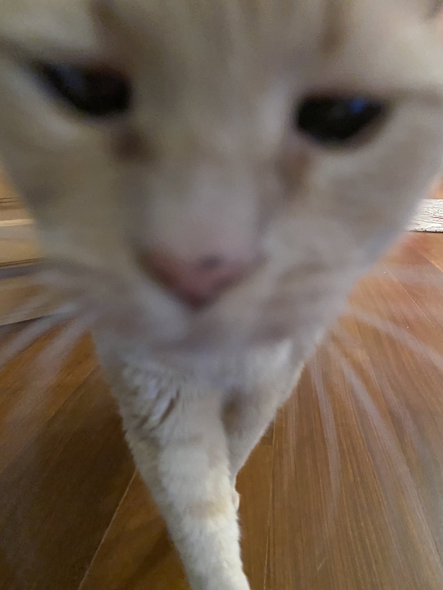 mylime21's tweet photo. cat pt 2 #p4a2022 https://t.co/WQgHNydx0w