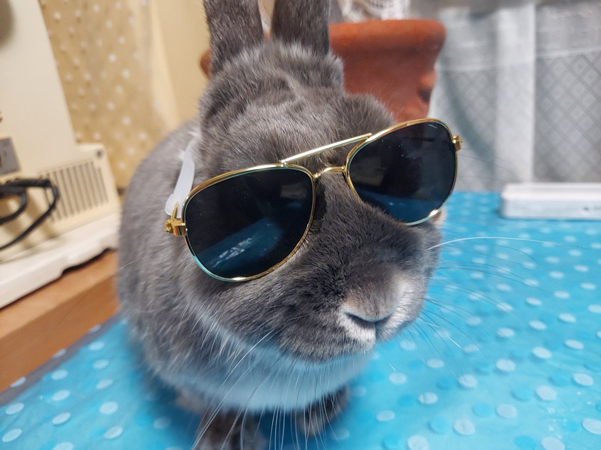 ダイソーサングラス Twitter Search Twitter