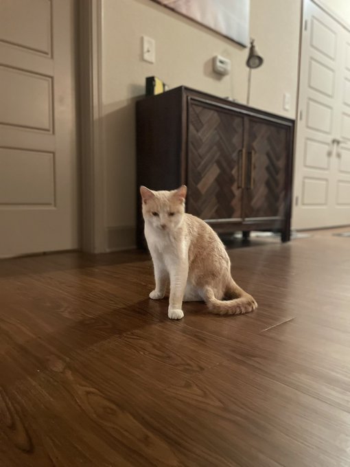 The cat came from the humane society and they had been calling him Peter, which Nikki knew about - so<a href="/tag/rea"class="tags"><span>#rea</span></a><a href="/tag/mustangranch"class="tags"><span>#mustangranch</span></a>